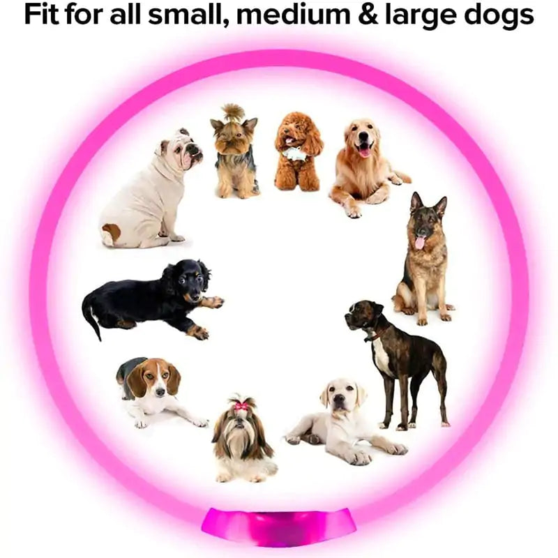GlowSafe LED Dog Collars