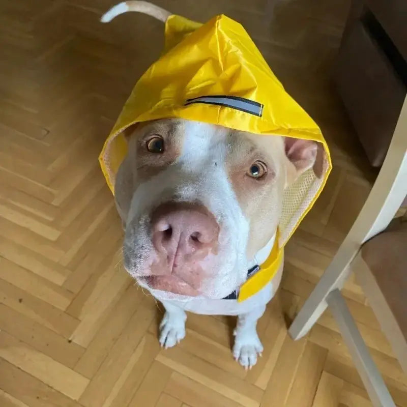 WeatherGuard Pet Raincoat